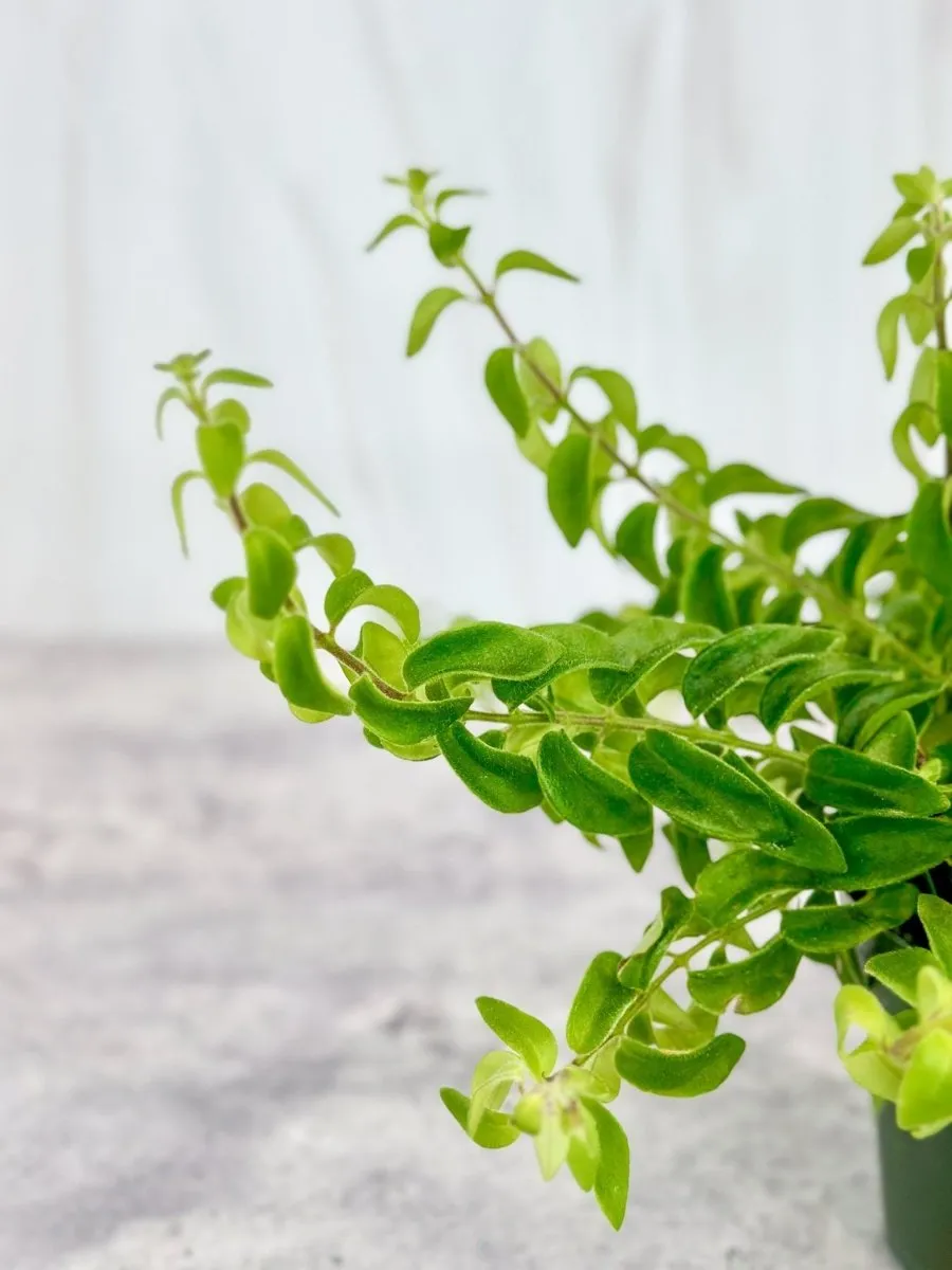 Aeschynanthus radicans 'Rasta' Curly Lipstick Plant -  4 Inch